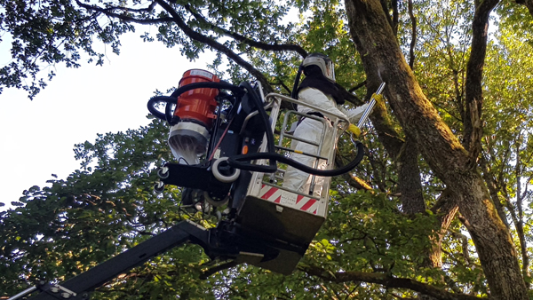 Eichenprozessionsspinner entfernen